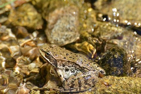 Columbia Spotted Frog (Coolwater Ridge) | Columbia Spotted F… | Flickr