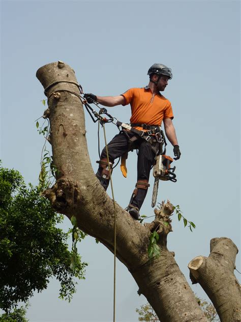 Contract Arborist and Training — Arboriculture International | Tree ...