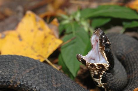 WATER MOCCASIN HABITAT | WATER MOCCASIN HABITAT