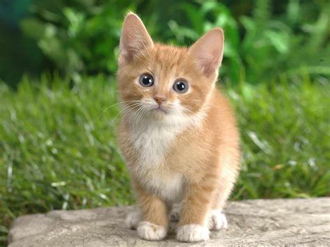 4 Tips for Finding Awesome Cute Cat Names