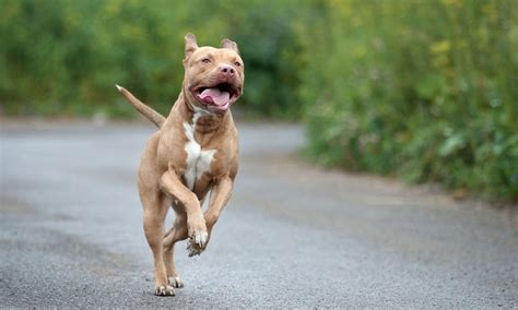 How To Train A American Pitbull Terrier Puppy