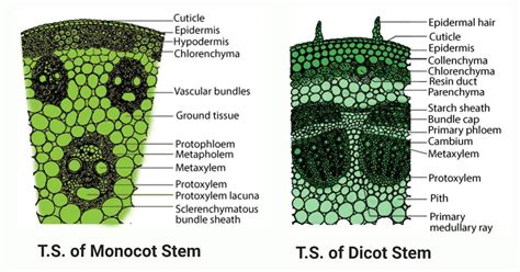 Herbaceous Dicot Stem Showing The External Features