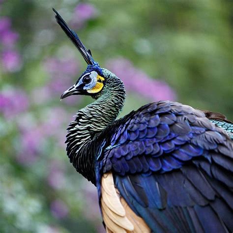 Here Are Endemic Birds of Indonesia - Taman Safari Bali