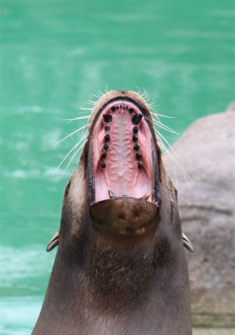 Why are sea lions teeth black? | From www.czs.org/CZS/pinnni… | Flickr