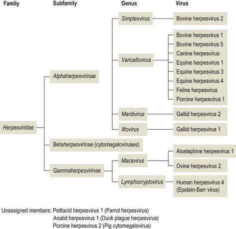 Herpesviridae | Veterian Key