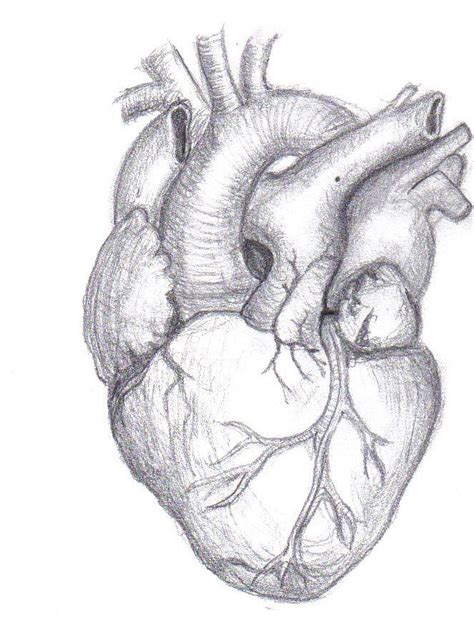 Human Heart by erlondeiel on deviantART | Human heart drawing, Sketches ...