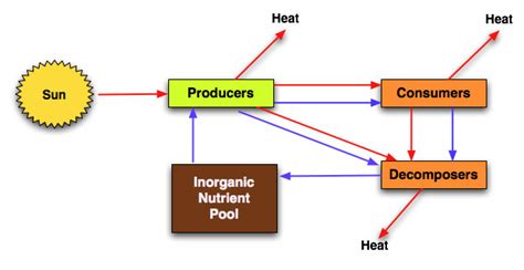 What Is A Energy Flow Diagram