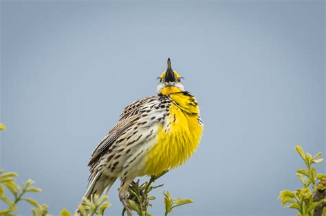 Meadowlark.2 | Great Bird Pics