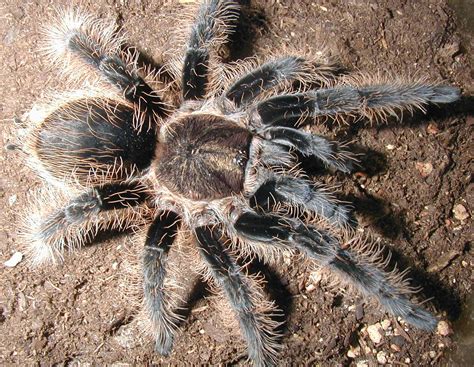 Giant Tarantula spider, Tarantula Pictures, Tarantula Facts ...