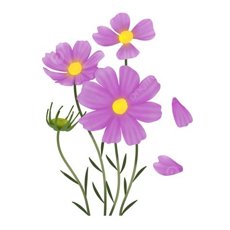 Purple Cosmos Flower, Lilac Cosmos, Purple Cosmos, Cosmos Flower PNG ...