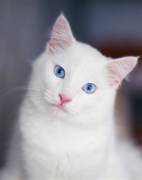 White Cat With Blue Eyes For Sale | Bichinhos bonitinhos, Gatos brancos ...