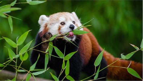 Red Pandas are Picky Eaters and Home-choosers: Why Bamboo is More ...