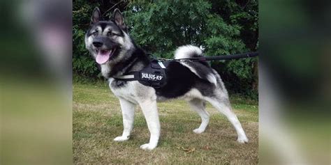 Are Akitas Types Of Huskies