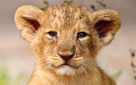 BABY LION