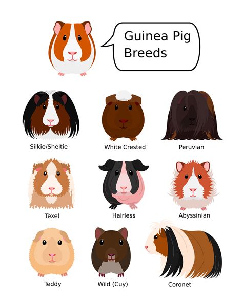 Different Types Of Guinea Pigs Poster For Sale By WillaldShop Redbubble ...