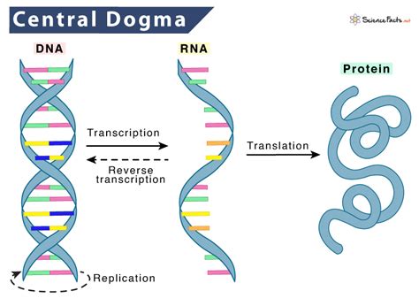 Diagram Central Dogma