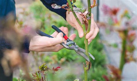 The Complete Guide to Pruning Roses in 5 Easy Steps - Minneopa Orchards