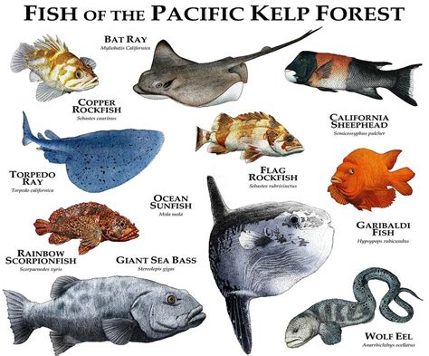 Fish Of The Pacific Kelp Forest Photograph by Roger Hall - Pixels