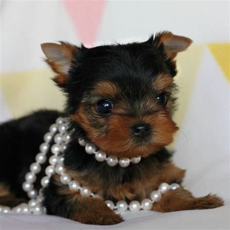 yorkie puppies | Yorkie puppies for adoption, Yorkie puppy for sale ...