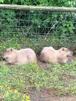 Breeding Pair of Capybara for Sale