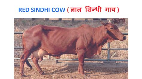 Dairy Farming | Red Sindhi Cow - लाल सिन्धी गाय की विशेषताएं - YouTube