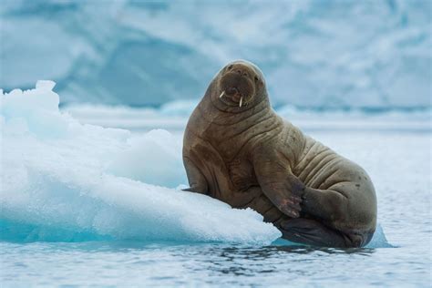 Atlantic Walrus: Species Facts, Info & More | WWF.CA