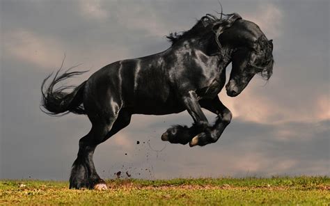 Black Horse Jumping Wallpapers - Wallpaper Cave