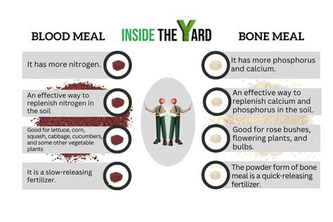 Blood Meal Vs Bone Meal For Tomatoes: The Ultimate Differentiation ...