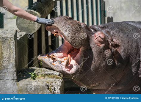 Hippo Feeding in the Zoo. Reproduction and Care of Hippos Stock Photo ...