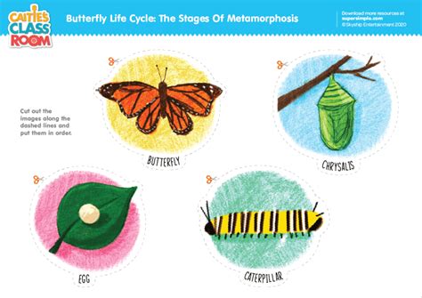 Butterfly Life Cycle: The Stages Of Metamorphosis - Super Simple