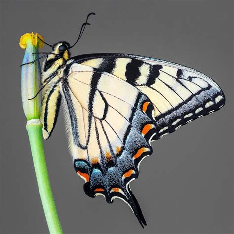 Brilliant Butterfly Photography Vividly Captures Every Exquisite Detail