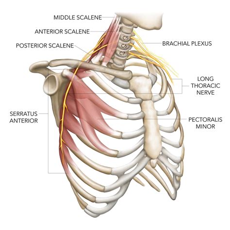 Sports Injury Bulletin - Diagnose & Treat - Long thoracic nerve injury ...