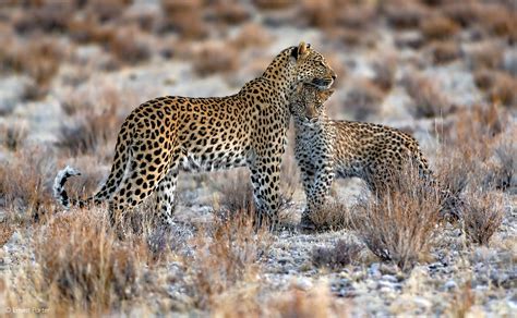 Spot the difference – do leopards inherit their patterns from their ...