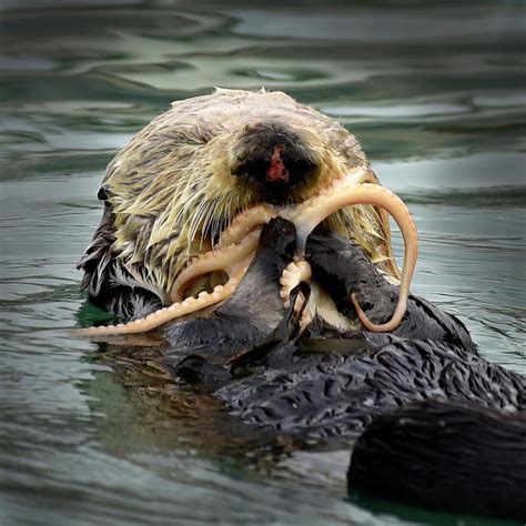 Sea Otter Eating Octopus Photograph by Cindy McIntyre