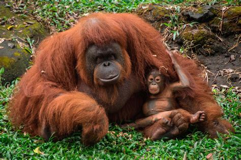 Why we need to talk about orangutans, not just climate change | London ...