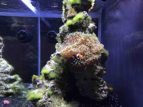 The Beginner Guide To Nuisance Algae - My First Fish Tank