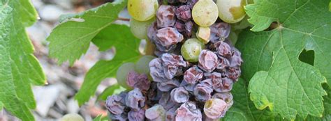 WHAT IS NOBLE ROT (BOTRYTIS) WINE? – Enobytes Food & Wine