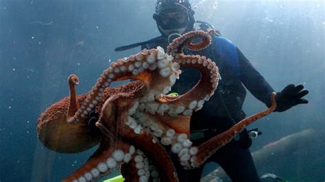 Watch: Rarely-seen giant Pacific octopus spotted swimming in Oregon ...