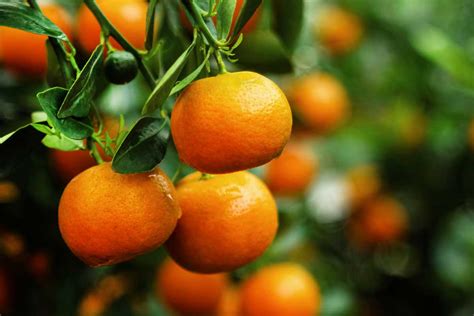 5 Of The Fastest-Growing Citrus Trees To Know