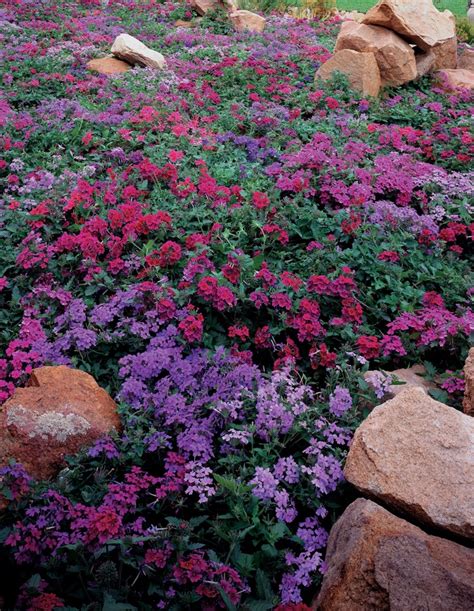 Verbena hybrid | Purple | Green Barn Garden Center