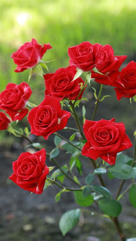 Over 999 Beautiful Rose Flower Images in Stunning 4K Resolution