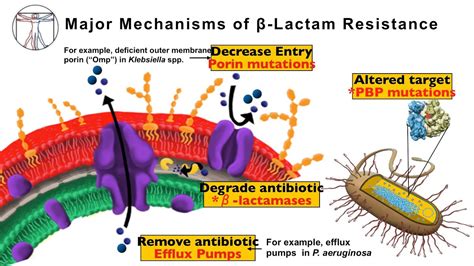 Intro to Bacteria & Antibiotics: Beta Lactams Pt 1 - YouTube