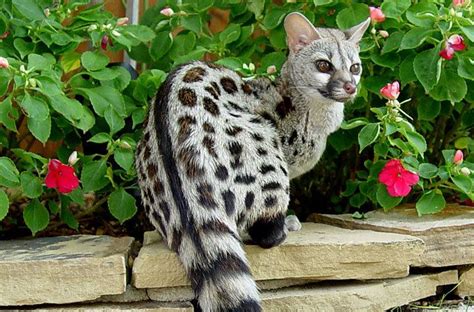 Genet ( Animal ) ~ Everything You Need to Know with Photos | Videos