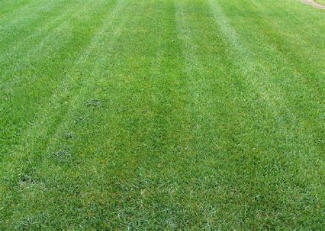 Tall Fescue Grass | Lawn Maintenance | Barefoot Lawn Care