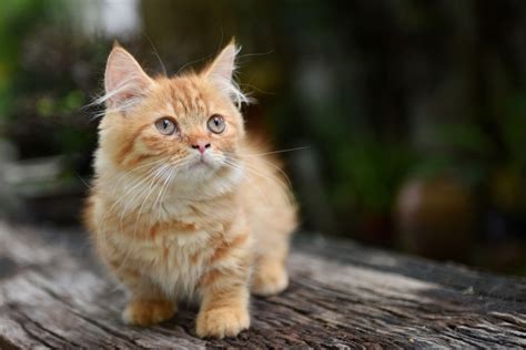 115 Small Cat Names for the Littlest Kitty Breeds | Hepper