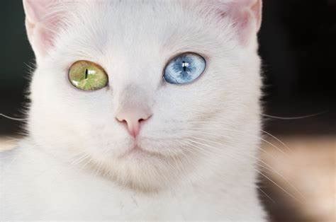 Blue eye & Odd eye Maine Coon Cats