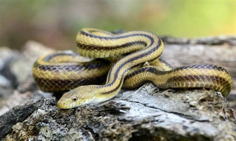 Coachwhip Snake vs Chicken Snake (Yellow Rat Snake): Exploring the ...