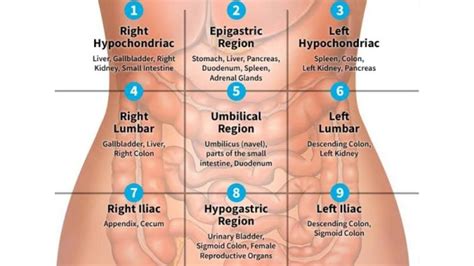 Abdominal quadrants organs