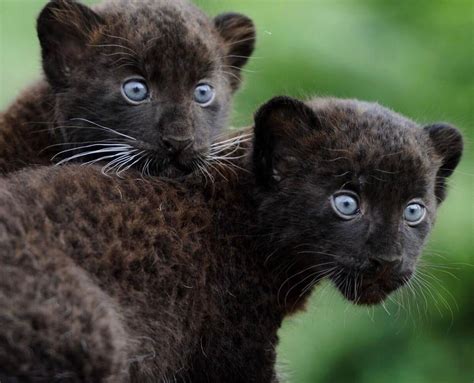 Black Panther Cubs https://ift.tt/2VwCtZV | Panther cub, Animals wild ...