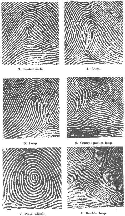 3 main fingerprint patterns - sugalineartdrawingsimple